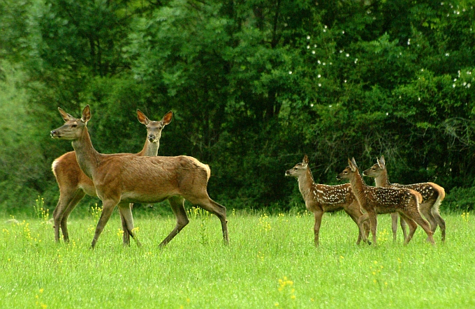 PASSIONE PER IL CERVO